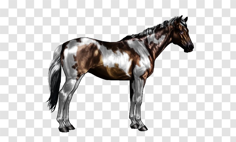 American Paint Horse Mane Appaloosa Pony Overo - Mammal - Pattern Transparent PNG