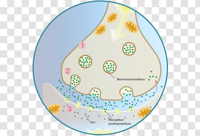 Circle Identity Management Organism Clip Art Transparent PNG