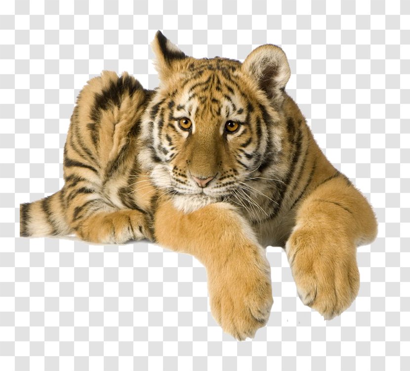 Tiger High-definition Video Stock Photography 1080p - Carnivoran Transparent PNG