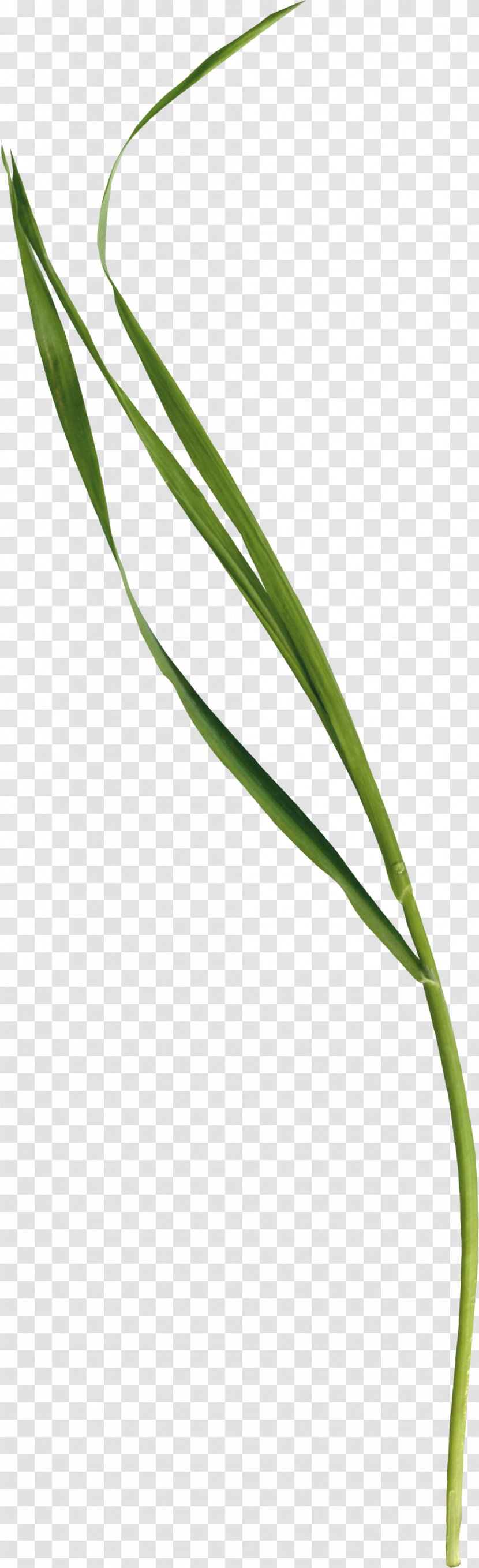 Grass - Green - Plant Transparent PNG