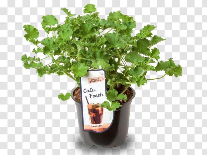 Cola Sweet Scented Geranium Pelargonium Zonale Flowerpot Rasp-leaf - Orange Candy House Transparent PNG