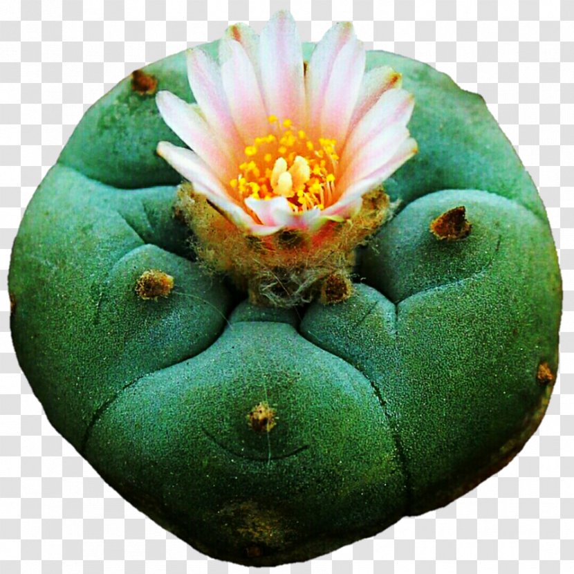 Cactaceae Flower Lilium Plant - Cactus Transparent PNG