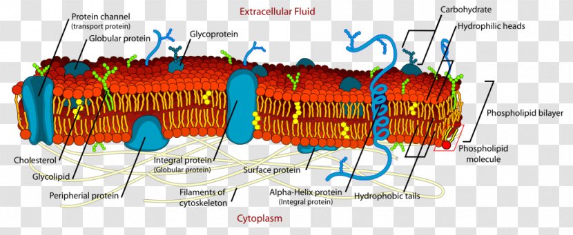 Cell Membrane Biological Lipid Bilayer - Phospholipid Transparent PNG