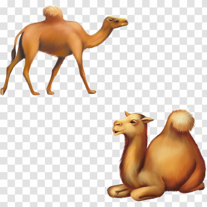 Cartoon Silhouette Illustration - Art - Vector Camel Transparent PNG
