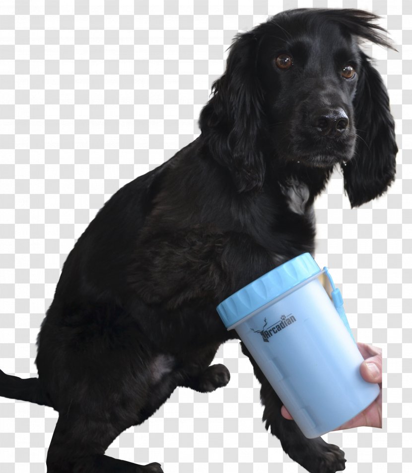 Field Spaniel Boykin Flat-Coated Retriever Dog Breed Paw - Cleaning - Puppy Transparent PNG