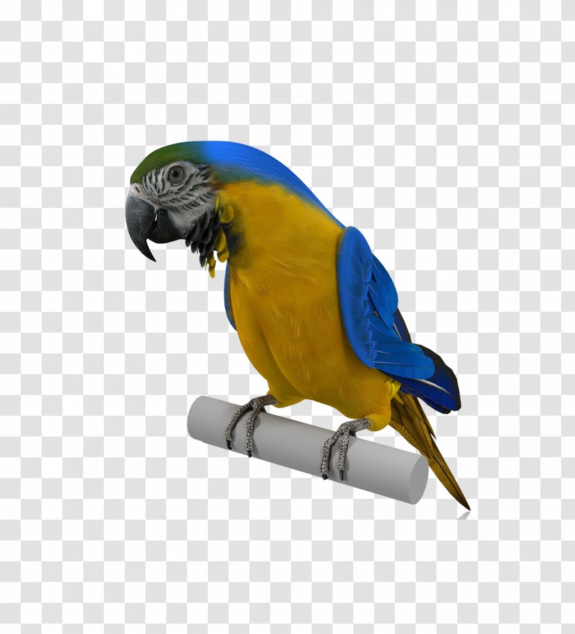 Budgerigar Parrot Bird - Common Pet Parakeet - Eagle Transparent PNG