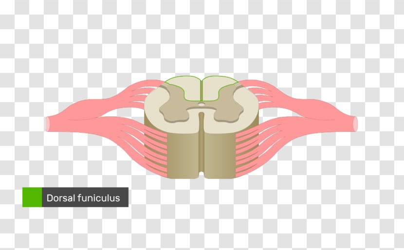 Spinal Cord Nerve Vertebral Column Anatomy Diagram - White Columns Transparent PNG
