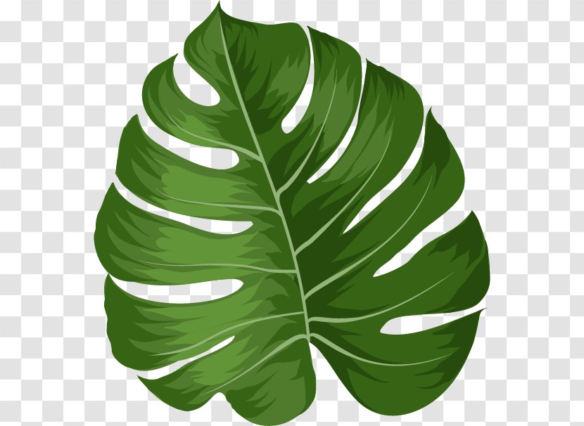 Banana Leaf - Green - Arrowroot Family Anthurium Transparent PNG