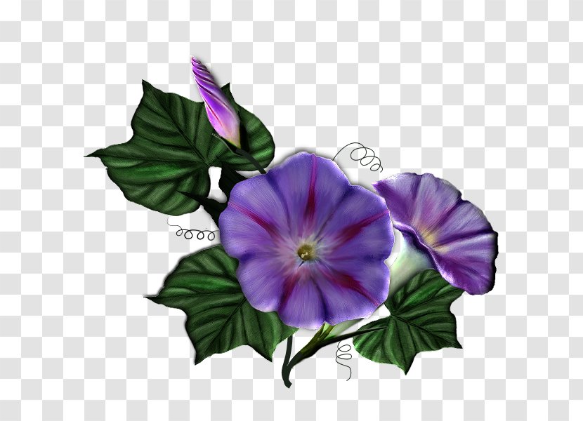 Blog - Violet - Morning Glory Transparent PNG