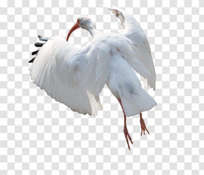 Image Desktop Wallpaper White Stork - Crane Like Bird - Whie Ibis Transparent PNG