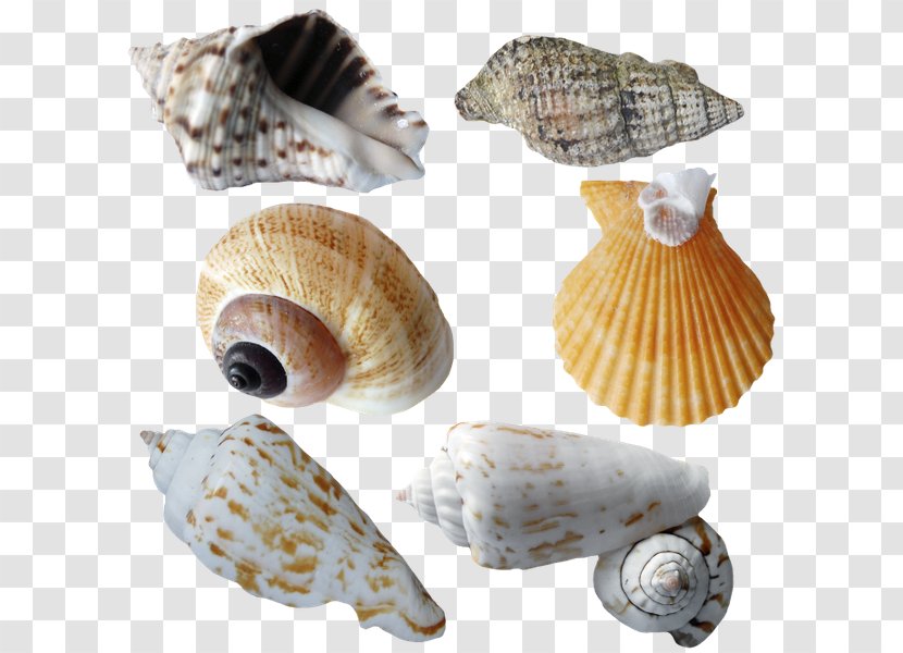 Seashell Molluscs Marine Clip Art - Sea Snail Transparent PNG