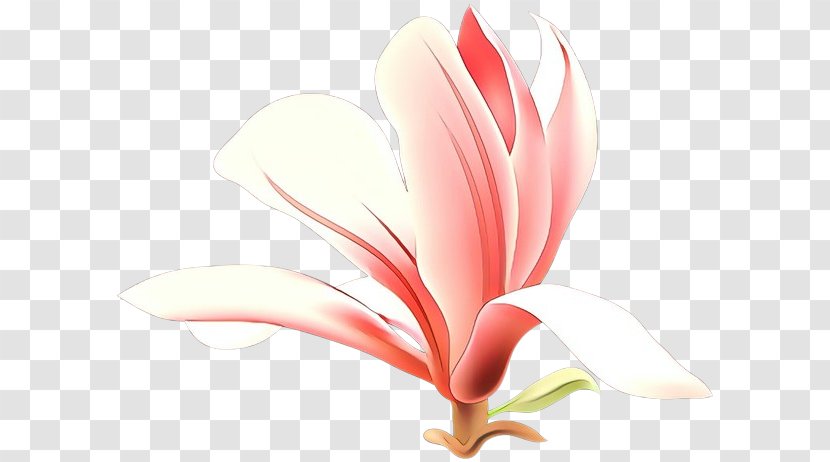 Petal Flower Plant Flowering Pink - Anthurium - Magnolia Family Transparent PNG