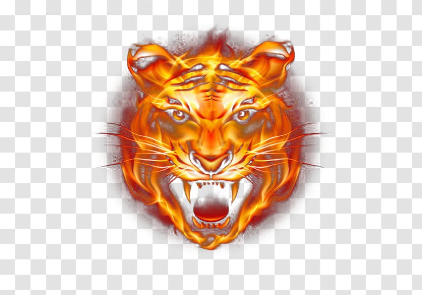 Tiger Fire - Nimrat Khaira - Fierce Transparent PNG