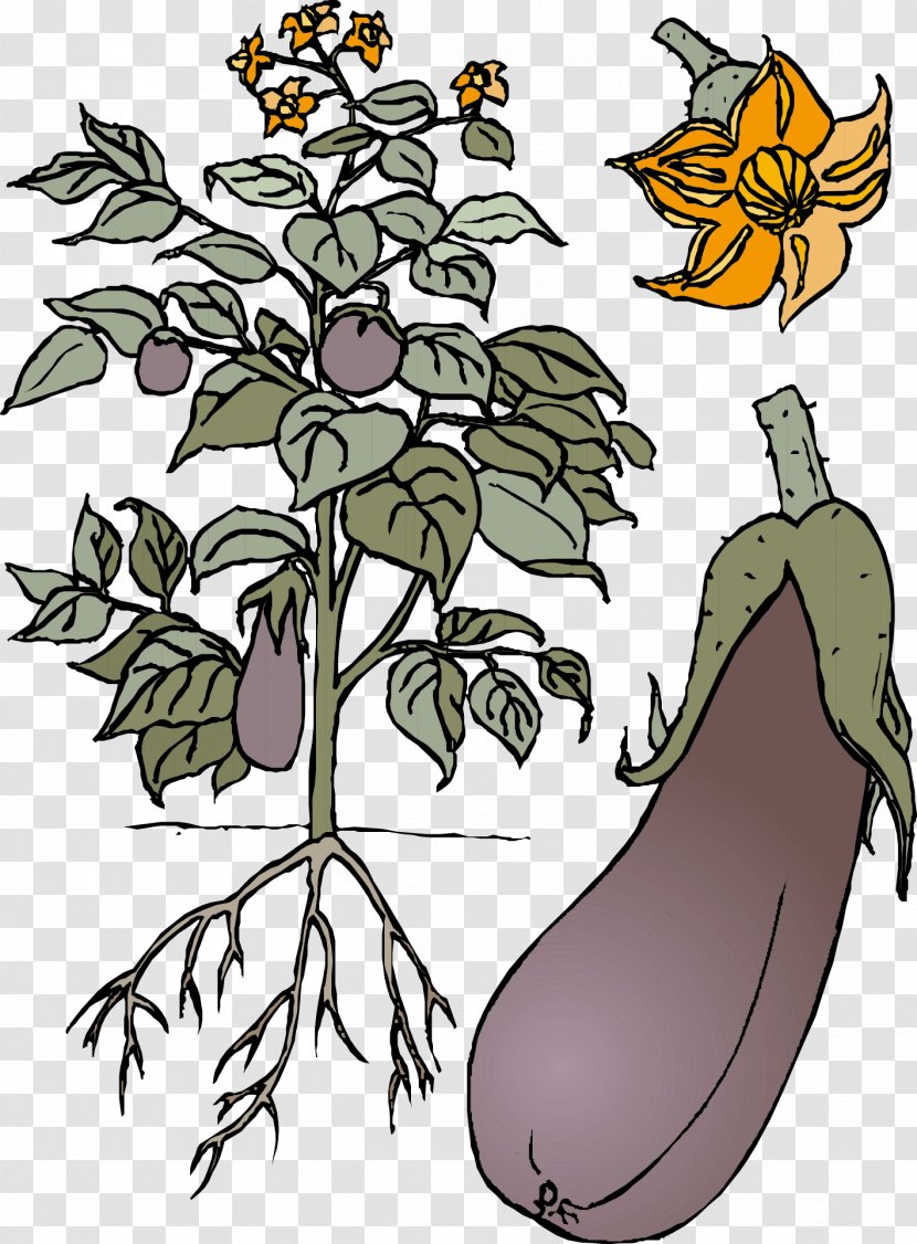 Eggplant Vegetable - Flowering Plant - Vector Material Transparent PNG