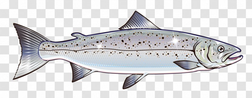 Salmon Vector Graphics Clip Art Stock Illustration Royalty-free - Marine Mammal - Fish Nervous System Transparent PNG