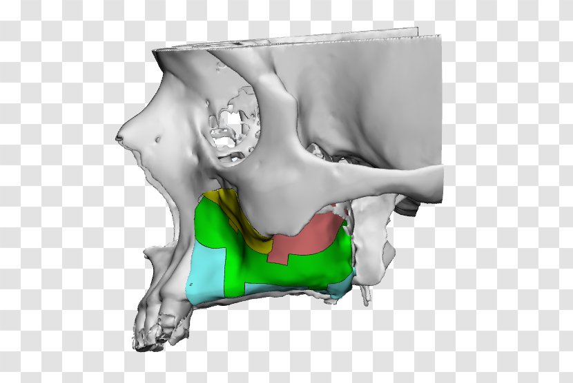 Bone Organism - Joint - Design Transparent PNG