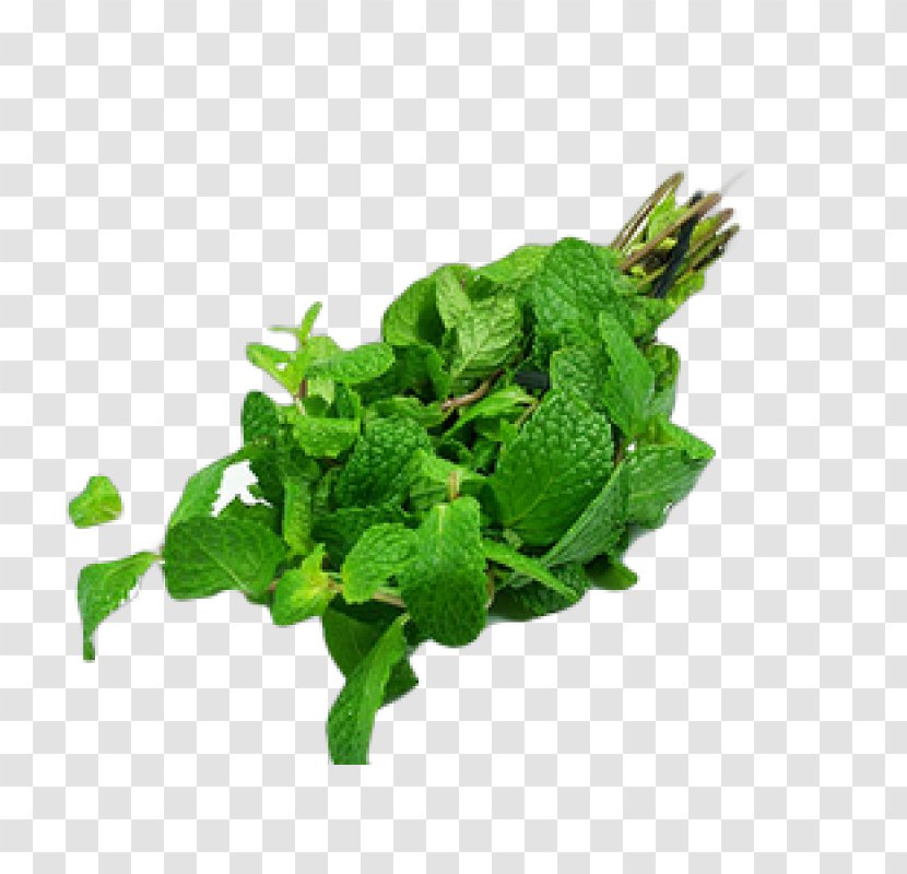 Peppermint Mentha Spicata Wild Mint Plant Herb Transparent PNG