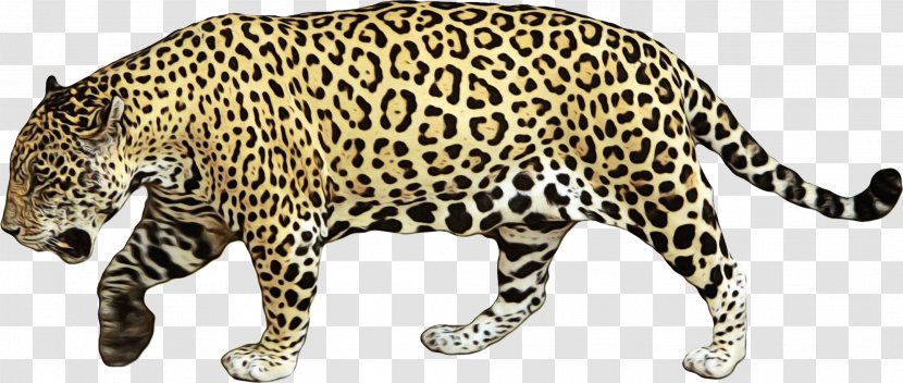 Terrestrial Animal Jaguar Figure African Leopard - Snout Big Cats Transparent PNG