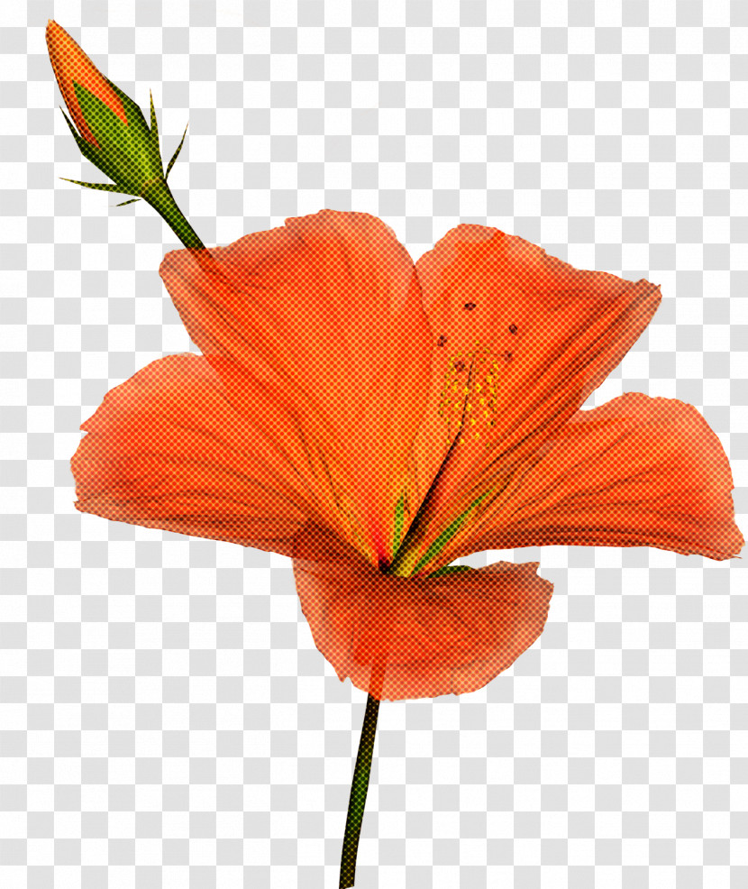 Orange Transparent PNG