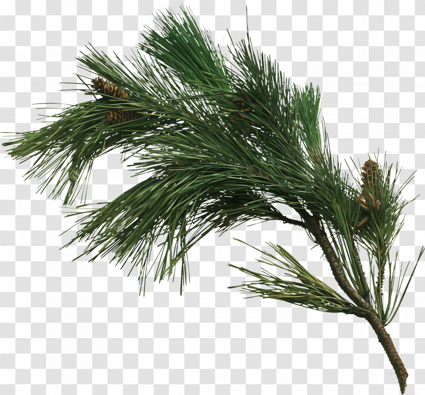 White Pine Red Pine Loblolly Pine Shortstraw Pine Tree Transparent PNG