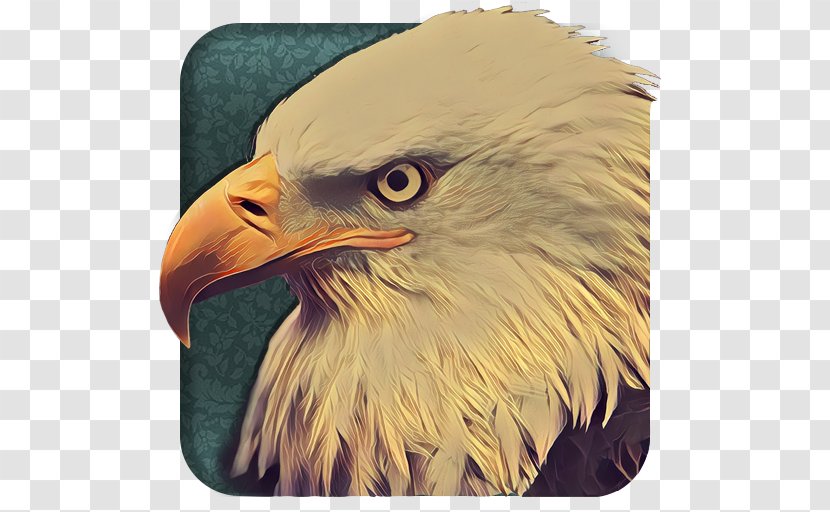 Bald Eagle Beak Close-up - Accipitriformes Transparent PNG
