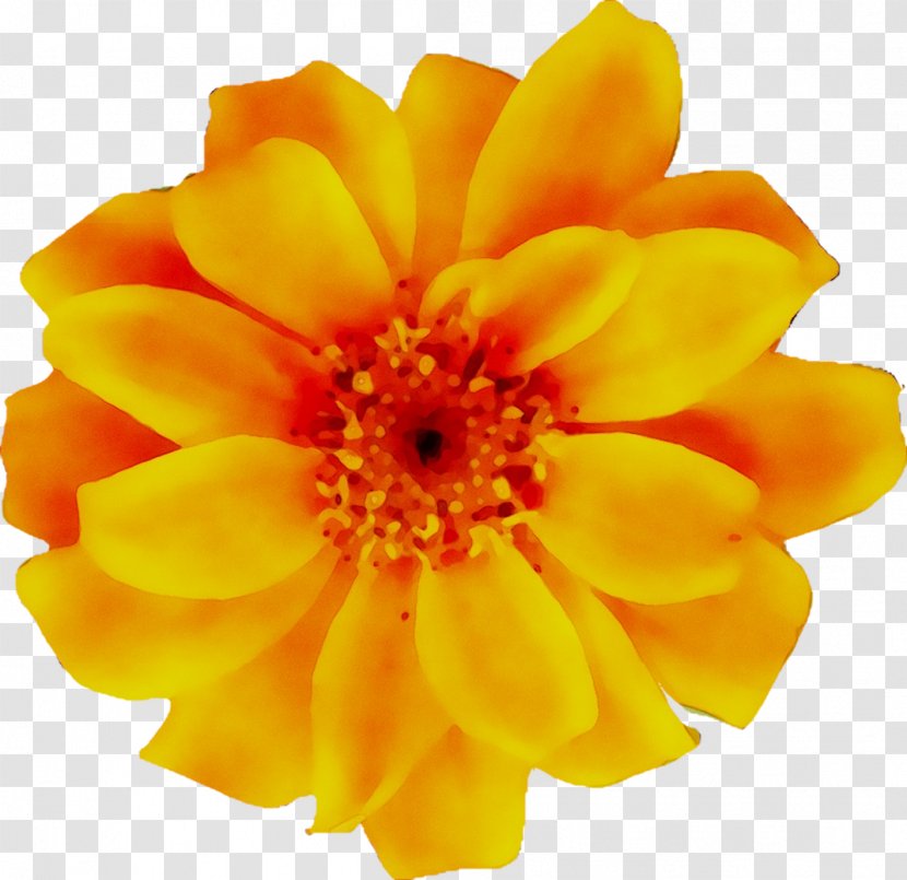 Floral Design Flower Clip Art Image - English Marigold - Floristry Transparent PNG