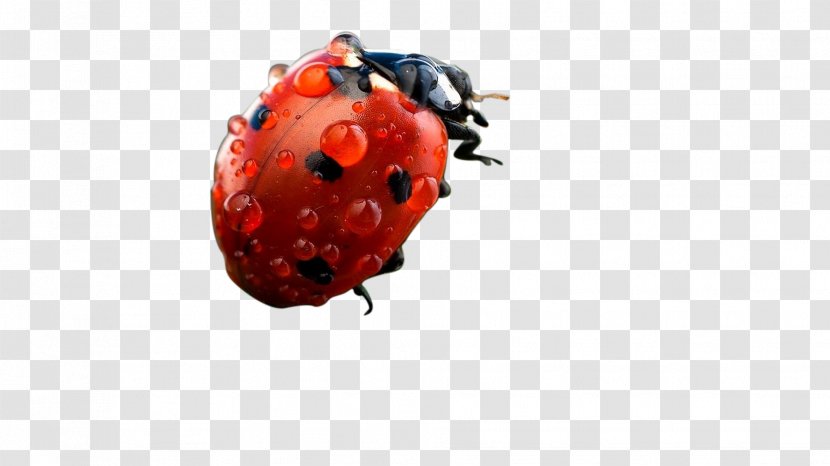 Ladybird - Arthropod - Ladybug Transparent PNG