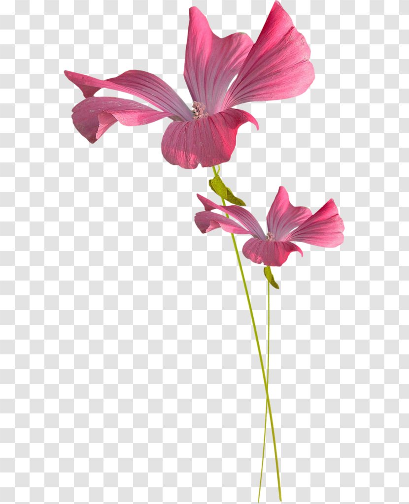 Watercolor: Flowers Descubre Image Photograph - Islam - Flower Transparent PNG