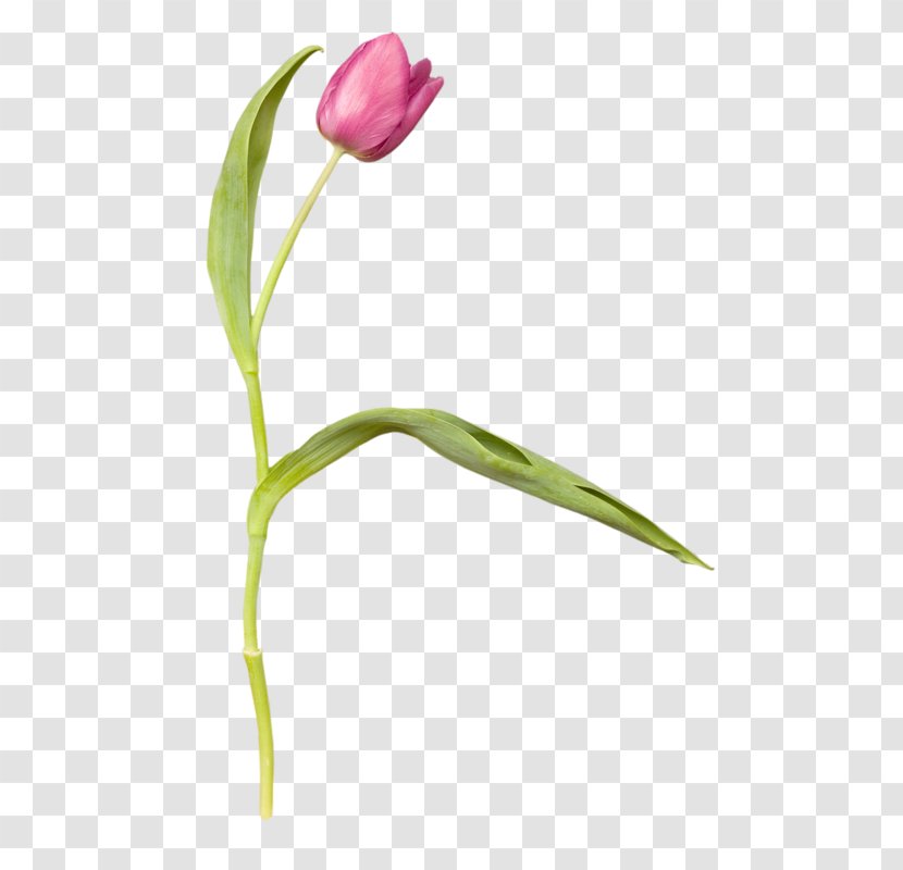 Tulip Photography Red Transparent PNG