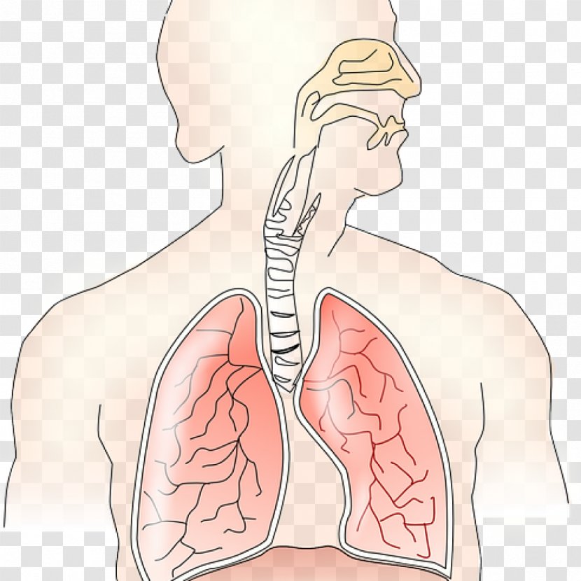 Respiratory System Breathing Exhalation Lung Inhalation - Flower - Lungs Transparent PNG