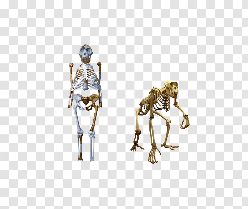 Chimpanzee Neanderthal Human Evolution Skeleton - Bipedalism Transparent PNG