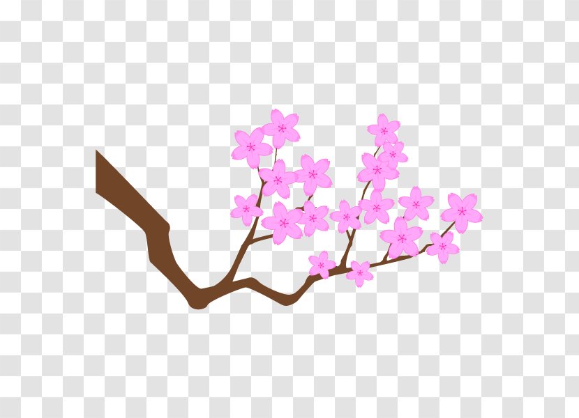 Cherry Blossom Japan Vector Graphics Image - Tree - Branch Transparent PNG