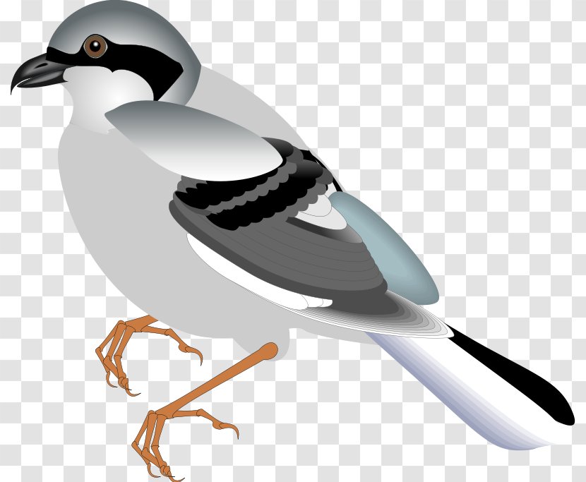 Bird Flight Sparrow Clip Art - Wing Transparent PNG