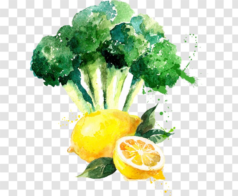 Watercolor Painting Drawing Broccoli - Citric Acid Transparent PNG