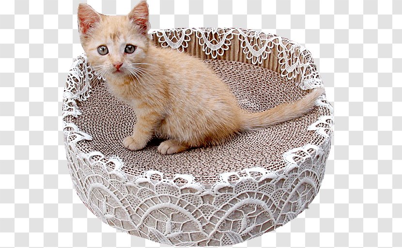 European Shorthair Dog Whiskers Domestic Short-haired Cat Jumbo Transparent PNG