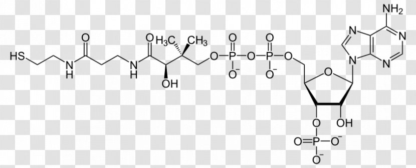 Coenzyme A Acetyl-CoA Beta-Hydroxy Beta-methylbutyryl-CoA Metabolism - Diagram Transparent PNG