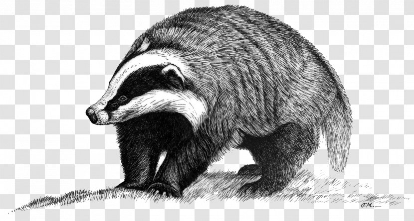 European Badger Raccoon Animal Peguerinos - Color - Fur Transparent PNG