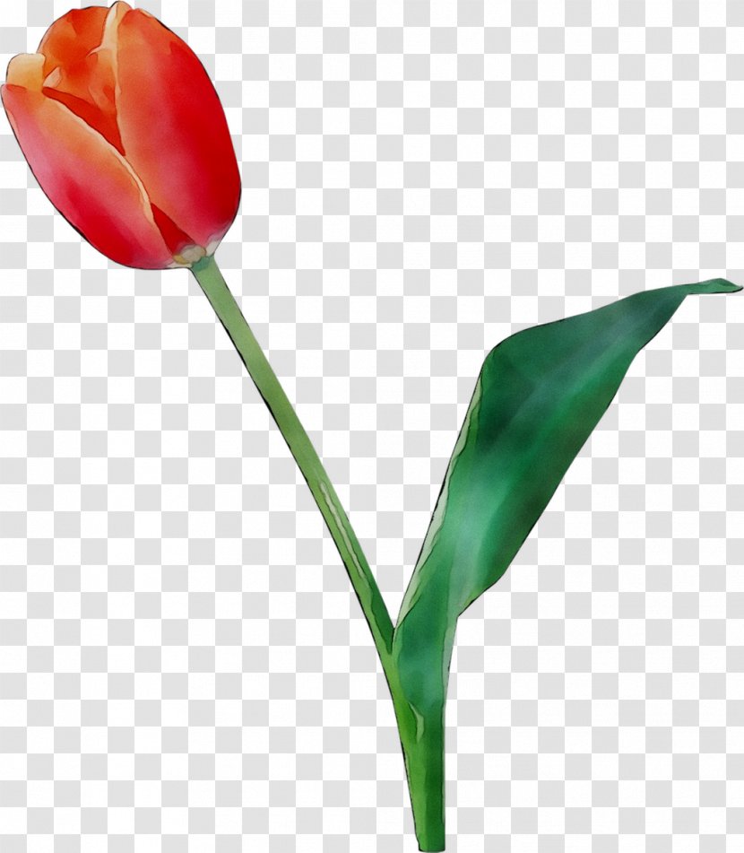 Tulip Plant Stem Bud Cut Flowers Petal - Botany Transparent PNG