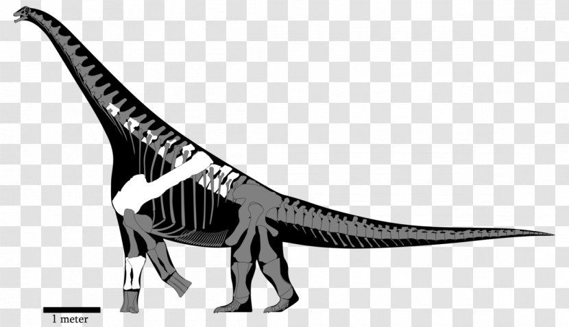 Tyrannosaurus Yongjinglong Alamosaurus Opisthocoelicaudia Nemegtosaurus - Dreadnoughtus - Reconstruction Transparent PNG