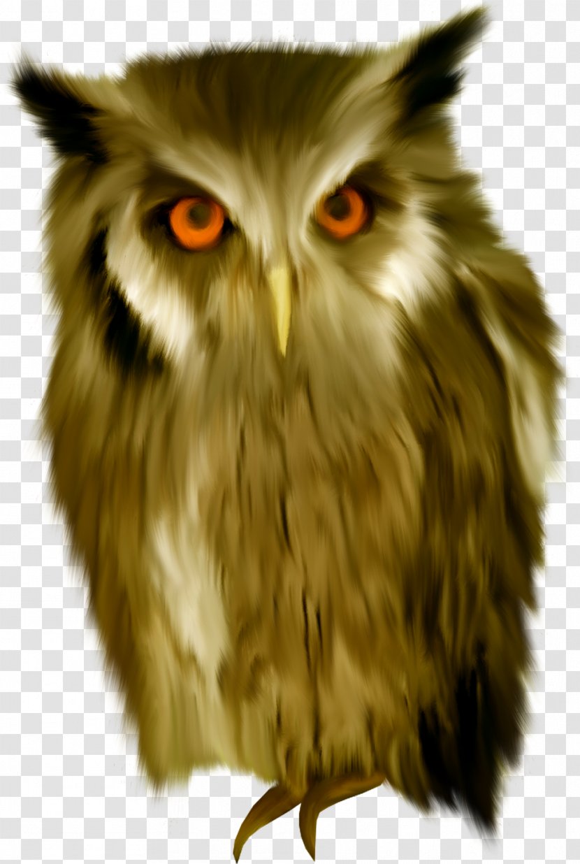 Sovunya True Owl Clip Art - Beak Transparent PNG