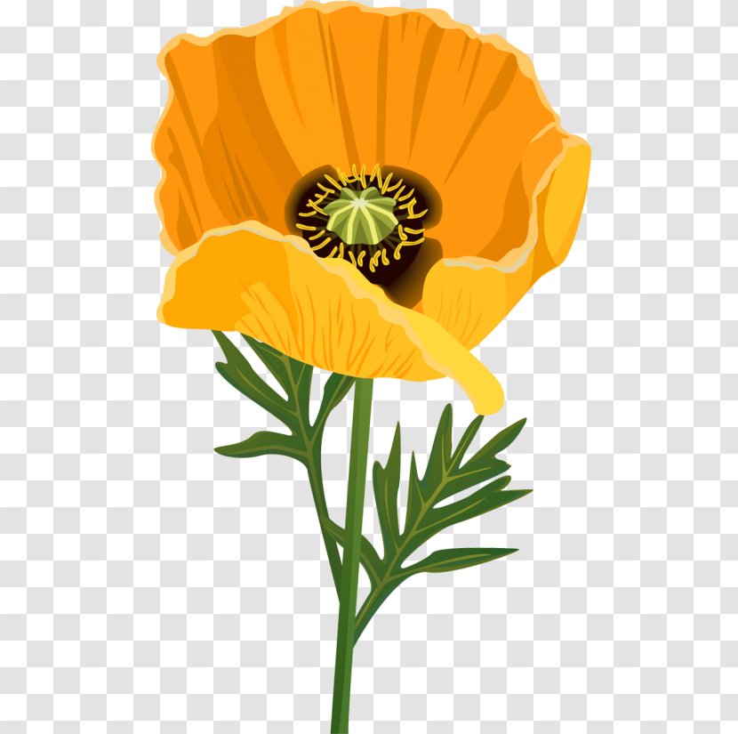 Poppy Cut Flowers Clip Art - Flower Transparent PNG