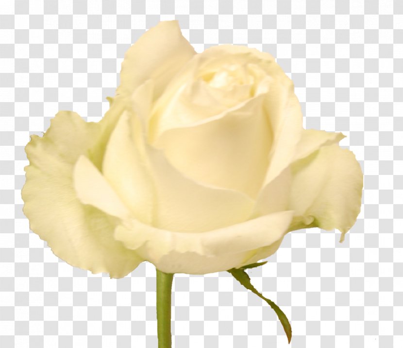 Garden Roses Cabbage Rose Cut Flowers Petal Bud - Rosas Blancas Transparent PNG
