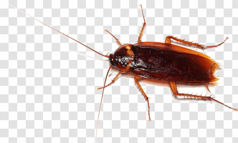 Cockroach Pest Clip Art - Organism Transparent PNG