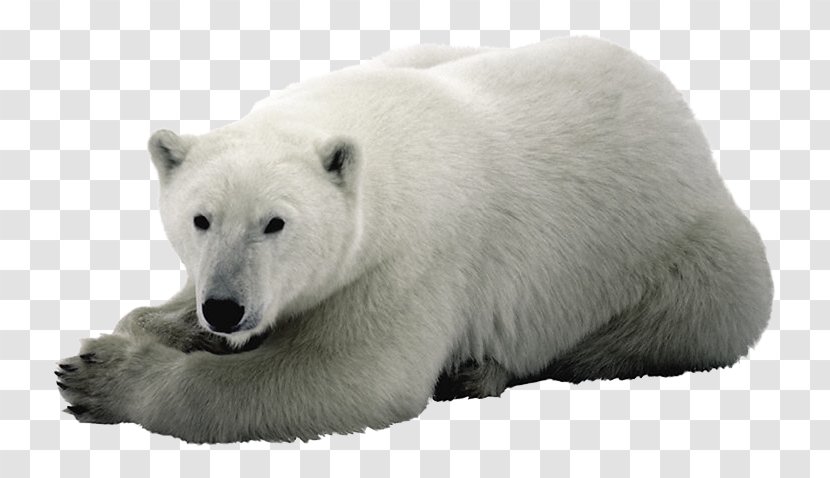Baby Polar Bear Arctic Fox - Animal Transparent PNG