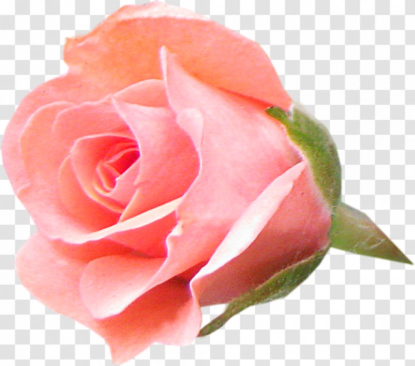 Garden Roses Flower Centifolia Rosa Chinensis Floribunda Transparent PNG