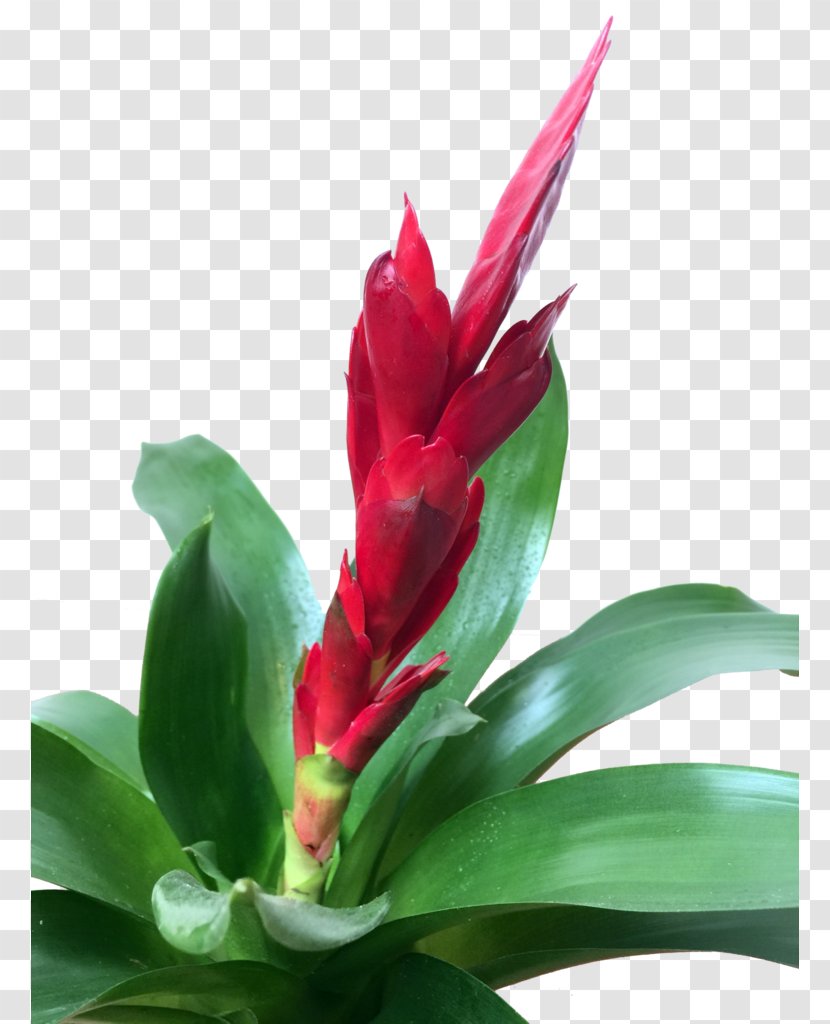 Bromelia Guzmania Plants Edible Canna Terrestrial Plant - Lily Transparent PNG