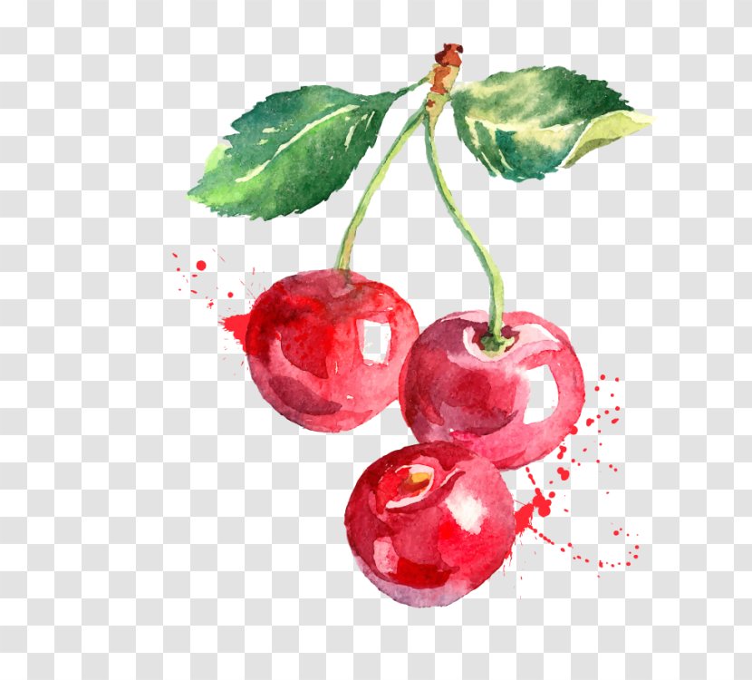 Cherry Watercolor Painting Drawing Transparent PNG