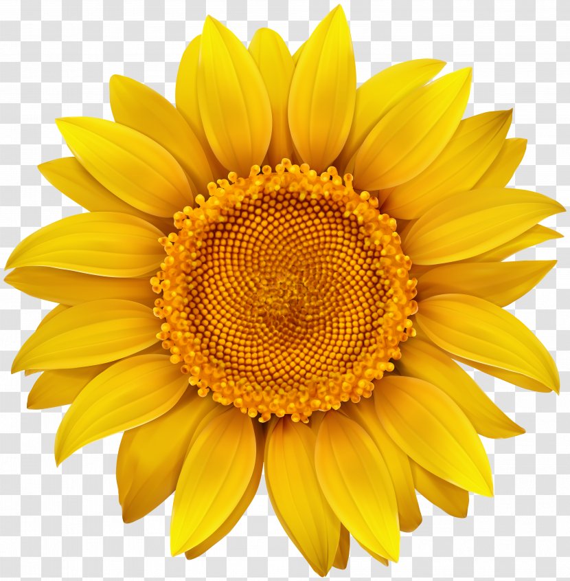 Stock Photography Royalty-free Illustration - Frame - Sunflower Image Transparent PNG
