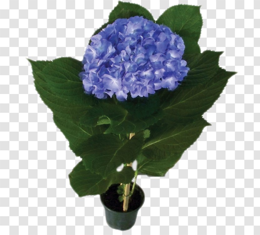 Cut Flowers Plant Yucca Filamentosa French Hydrangea - Hydrangeaceae - Monstera Transparent PNG