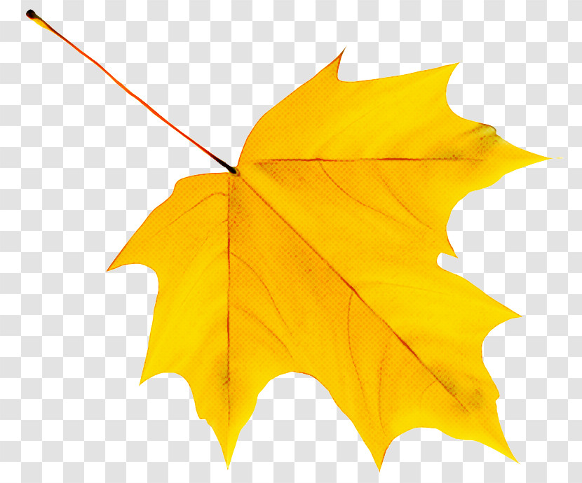 Cartoon Autumn Leaf Color Silhouette Autumn Leaf Transparent PNG